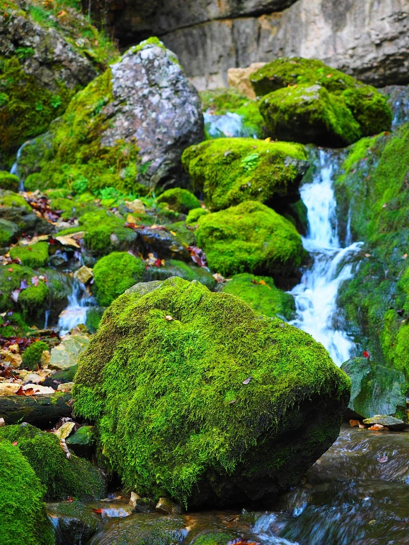 Mossy Forest